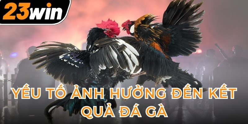 cac-yeu-to-trong-tam-quyet-dinh-truc-tiep-den-ket-qua-da-ga