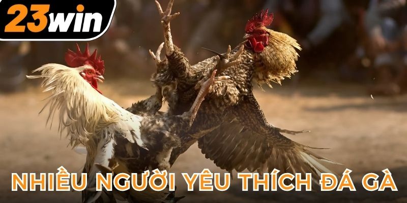 da-ga-23win-duoc-nhieu-anh-em-lua-chon